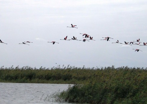 Qızılağac Milli Parkında “Flaminqo Festivalı” başlayıb