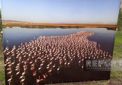 Qızılağac Milli Parkında növbəti dəfə “Flaminqo festivalı” keçirilib