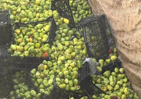 İrandan Azərbaycana gətirilən bibər məhsulunda virus aşkarlanıb