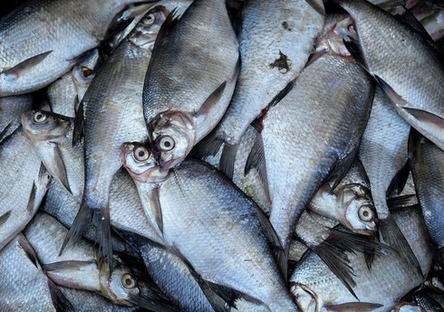 Rusiya şirkəti Azərbaycana 200 min dollarlıq balıq məhsulları ixrac edəcək