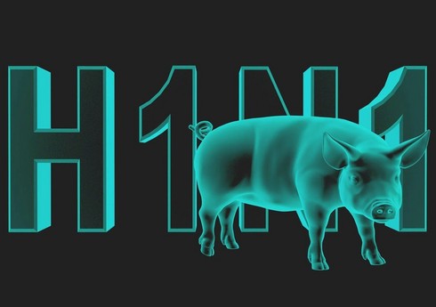 Rusiyada donuz qripi virusu yayılıb