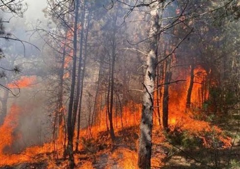 Rusiyada meşə yanğınları güclənib Rusiyada meşə yanğınları güclənib