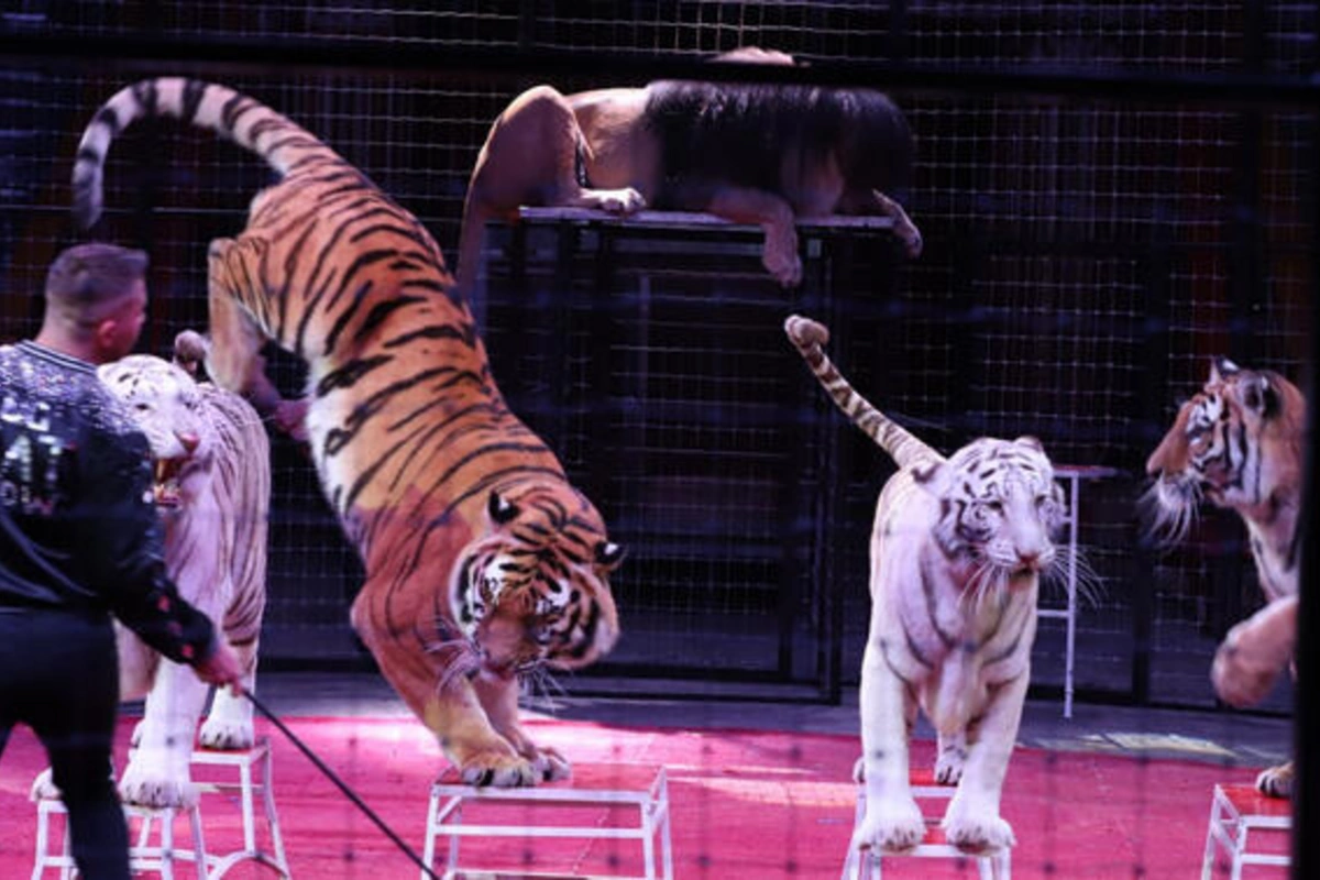 Rusiyada sirkdə panika: pələng tamaşaçılar tərəfə atılıb