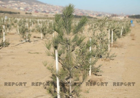 Sabahdan Azərbaycanda 1 milyondan çox ağacın əkilməsinə başlanılacaq