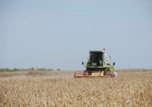 Salyanda 3 780 hektar sahədə payızlıq taxıl əkilib