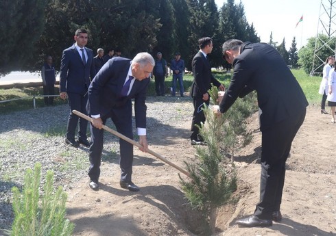 Samuxda akademik Zərifə Əliyevanın 100 illiyinə həsr olunmuş ağacəkmə aksiyası keçirilib