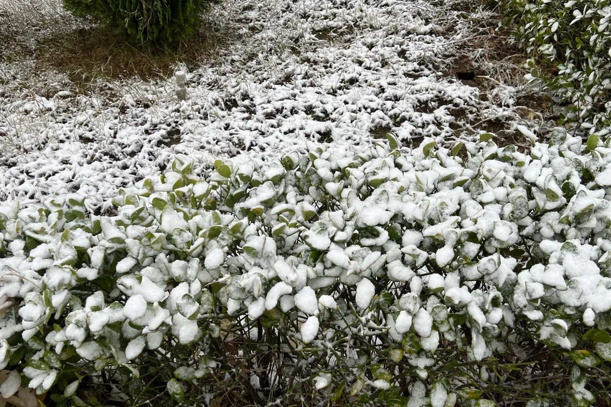 Şahdağ və Qrıza qar yağır - FAKTİKİ HAVA