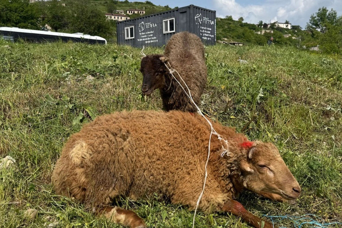 Şuşada qurban kəsilərək sakinlərə paylanılıb