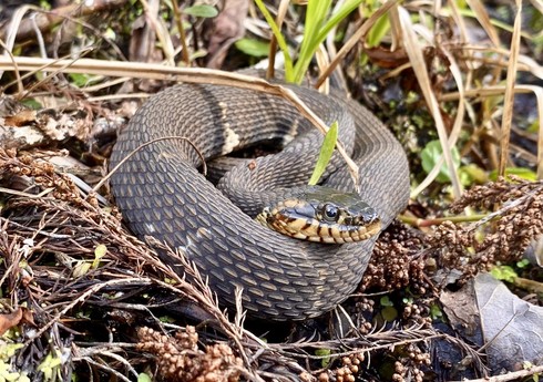 İsmayıllı sakinlərini ilan sancıb