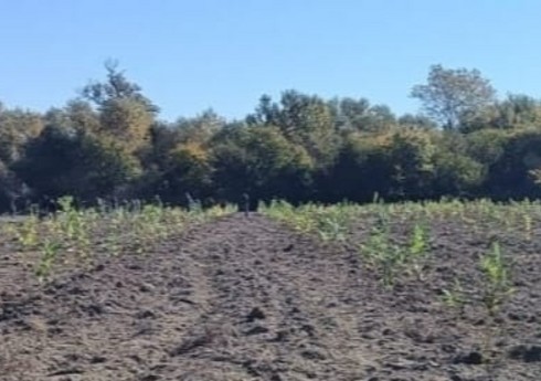 Son üç gündə meşə fondu torpaqlarında 60 mindən çox ağac əkilib