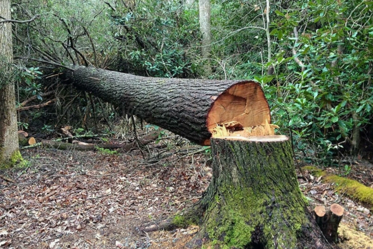 Son bir həftədə yaşıllıqlara 13 min manatdan çox ziyan dəyib