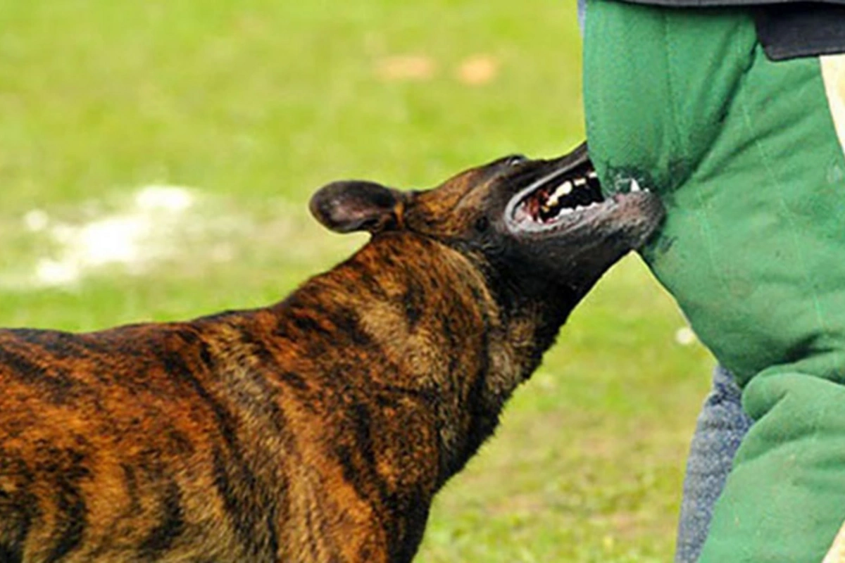 Sumqayıtda dəhşət - 6 nəfəri it dişlədi Sumqayıtda dəhşət - 6 nəfəri it dişlədi