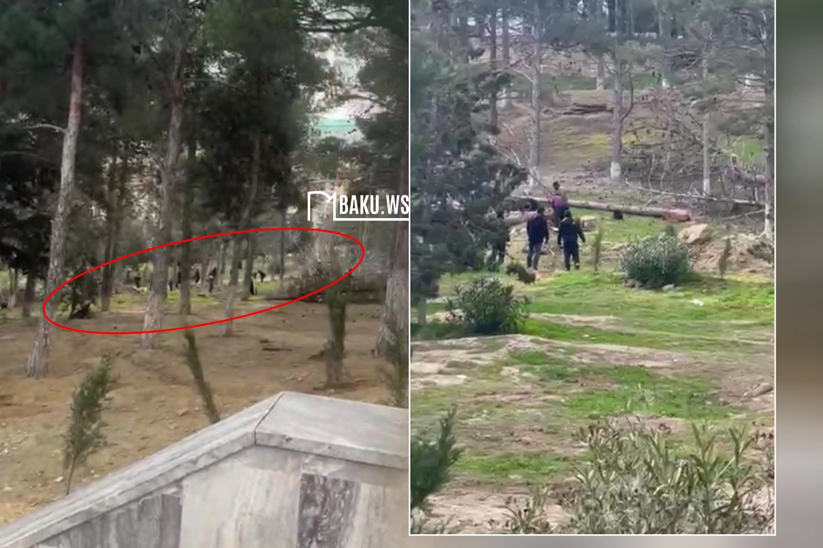 Sumqayıtda Göyərçin abidəsinin ətrafındakı ağaclar kəsilir
