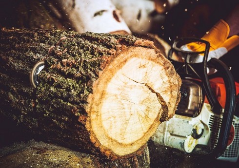 Sumqayıtda 17 ədəd köküstə yaş ağac qanunsuz kəsilib