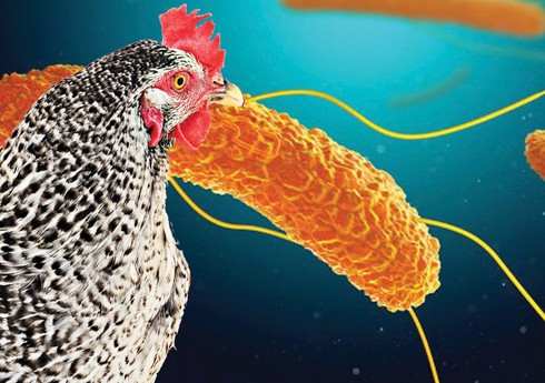 İsveçdə xəstəliyə görə 340 min toyuq məhv ediləcək