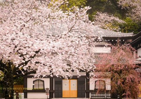 Ötən il Yaponiyada ən isti il olub