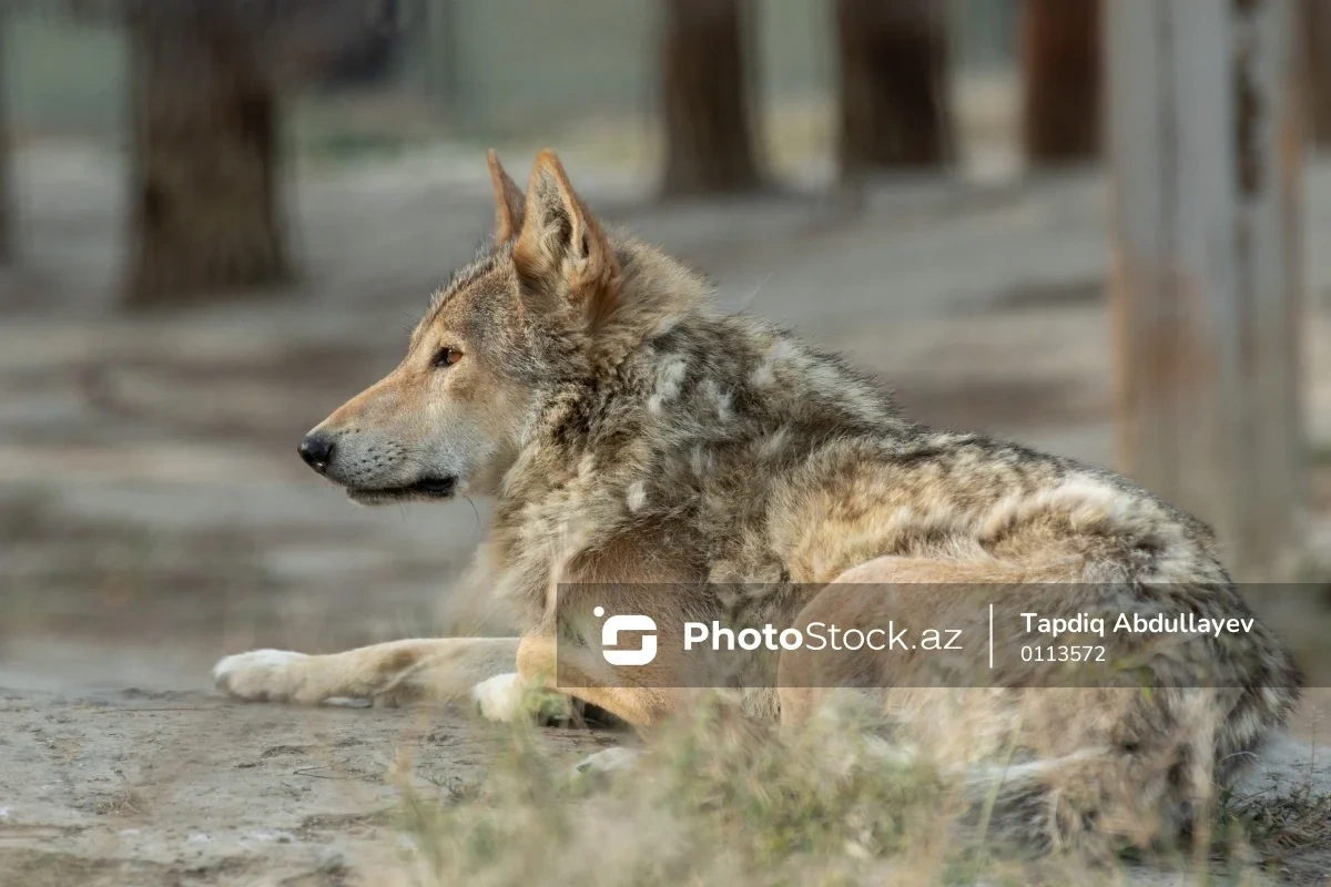Ucar sakinləri həyəcan təbili çalırlar: 
