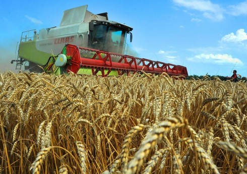 Ukraynada buğda əkini sahələri 20%-dən çox azalacaq