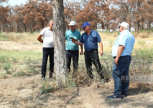 Xidmət rəsmisi: Şam ağacları iqlim dəyişikliyi amillərinə qarşı həssasdır