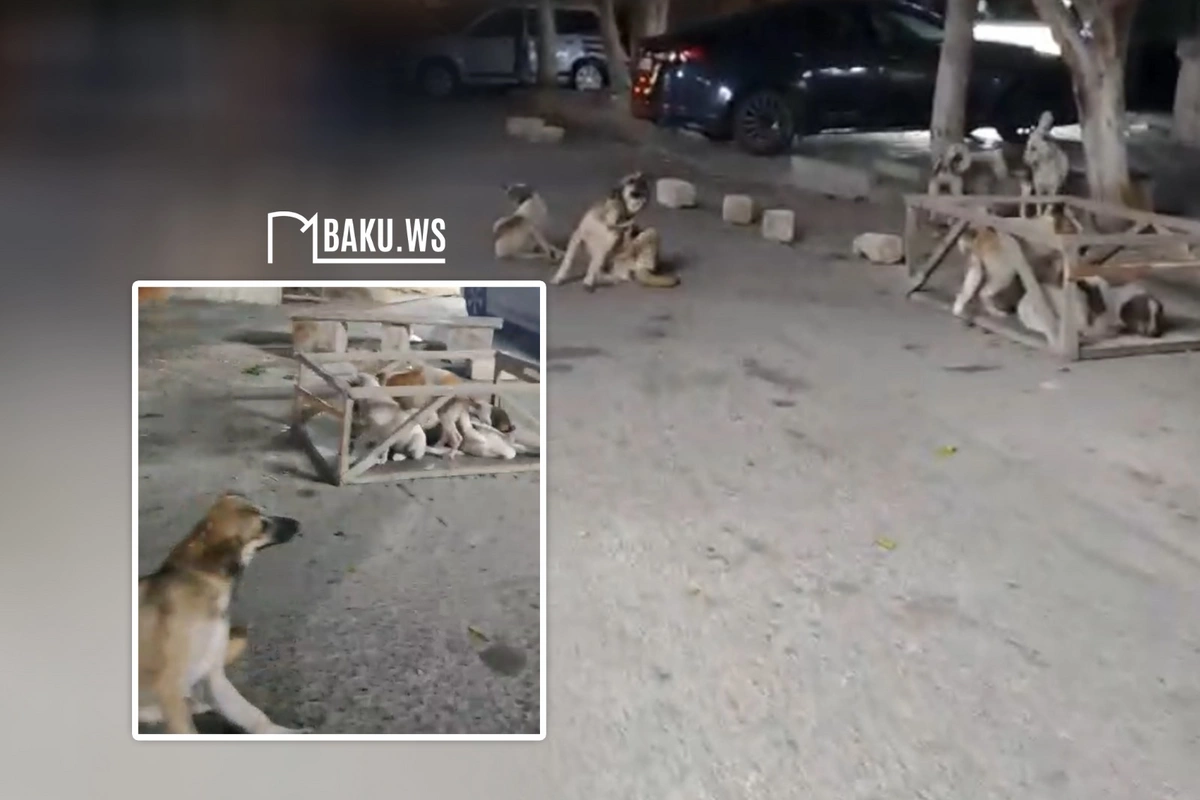 Xırdalanda sahibsiz itlər sürü halında küçələrdə dolaşır – sakinlər narahatdır