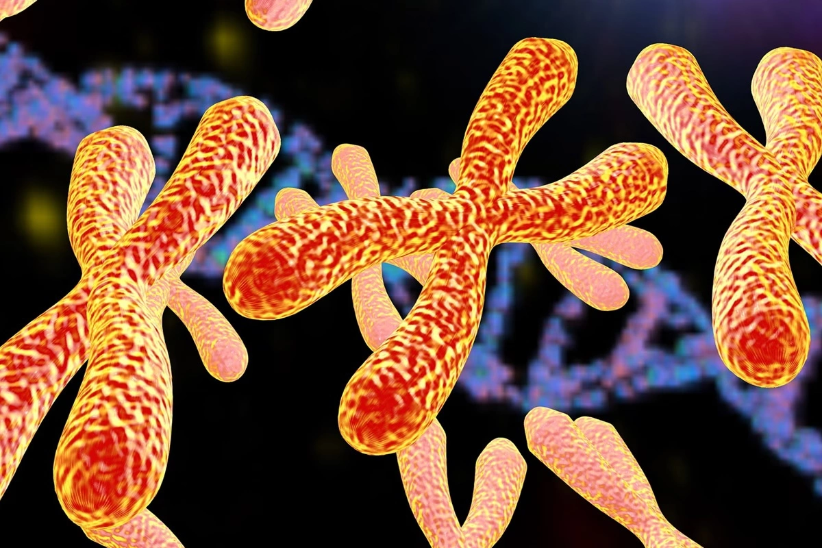 Xromosomlar nədir və niyə vacibdir? Yəni orqanizmin genetik 