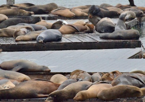 Xəzər dənizi sahilində 2 500-ə yaxın ölü suiti tapılıb
