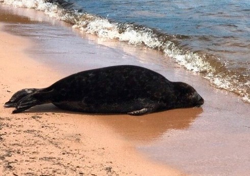 Xəzərin Azərbaycan bölməsində suiti cəsədləri aşkar olunub