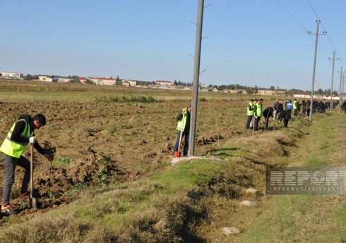 “Yaşıl dünya naminə həmrəylik ili” çərçivəsində Biləsuvarda 16 minə yaxın ağac əkilib