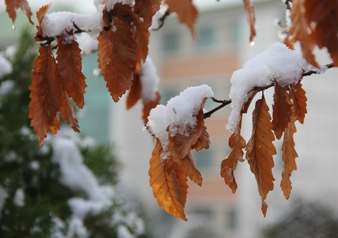 Yağıntılı hava davam edib, dağlıq və dağətəyi rayonlarda qar yağıb - FAKTİKİ HAVA