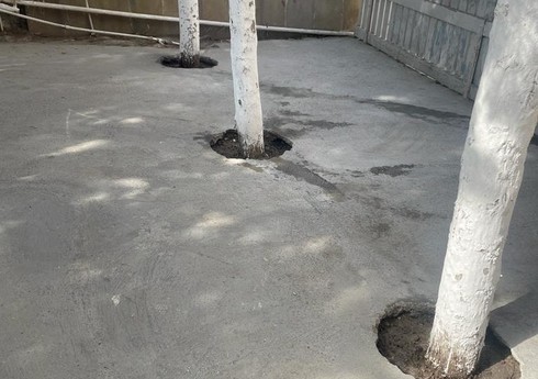 Yasamalda kafenin həyətindəki ağacların dibi betonlanıb