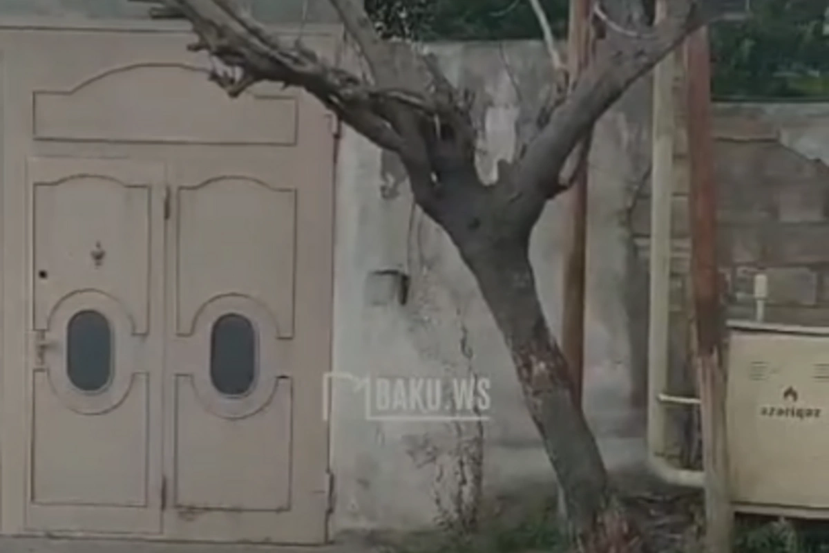 Yasamalda qurumuş ağac təhlükə saçır: 