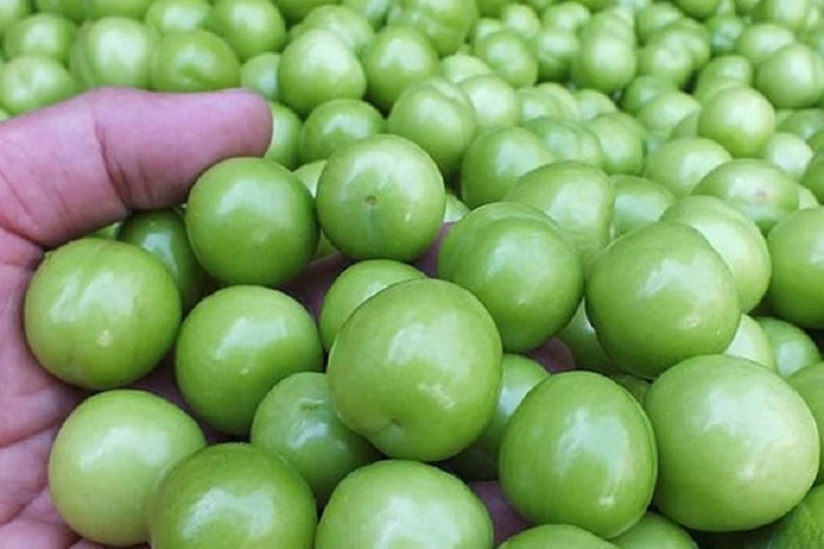 Yazın dadı cib yandırır: Cəmi beş ədəd alça yeddi manata satılır