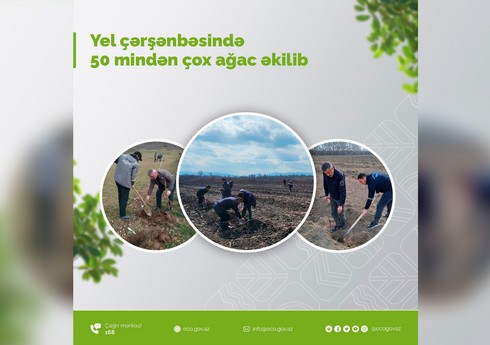 Yel çərşənbəsində 50 mindən çox ağac əkilib