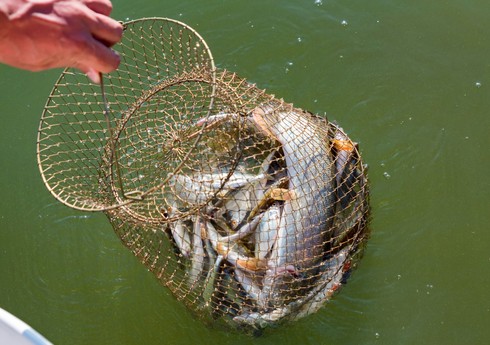 Yevlaxda qanunsuz balıq ovlayan şəxs saxlanılıb