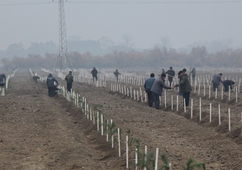 Yevlaxda qurumuş 30 hektar sahədə yeni meşə salınır