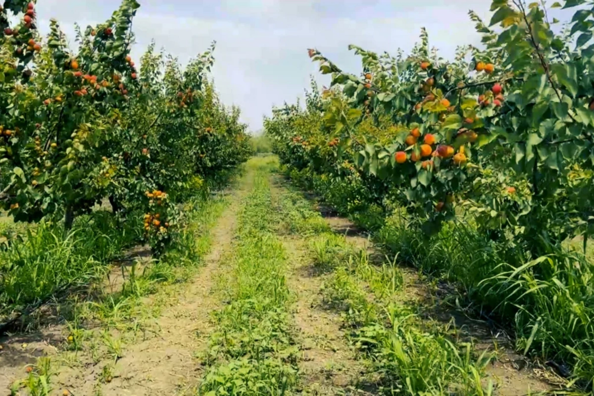 Zəngilanın Ağalı kəndində yığılan meyvələr xarici bazarlara çıxarılır